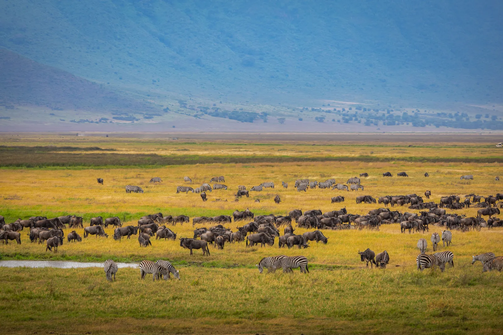 Great Migration