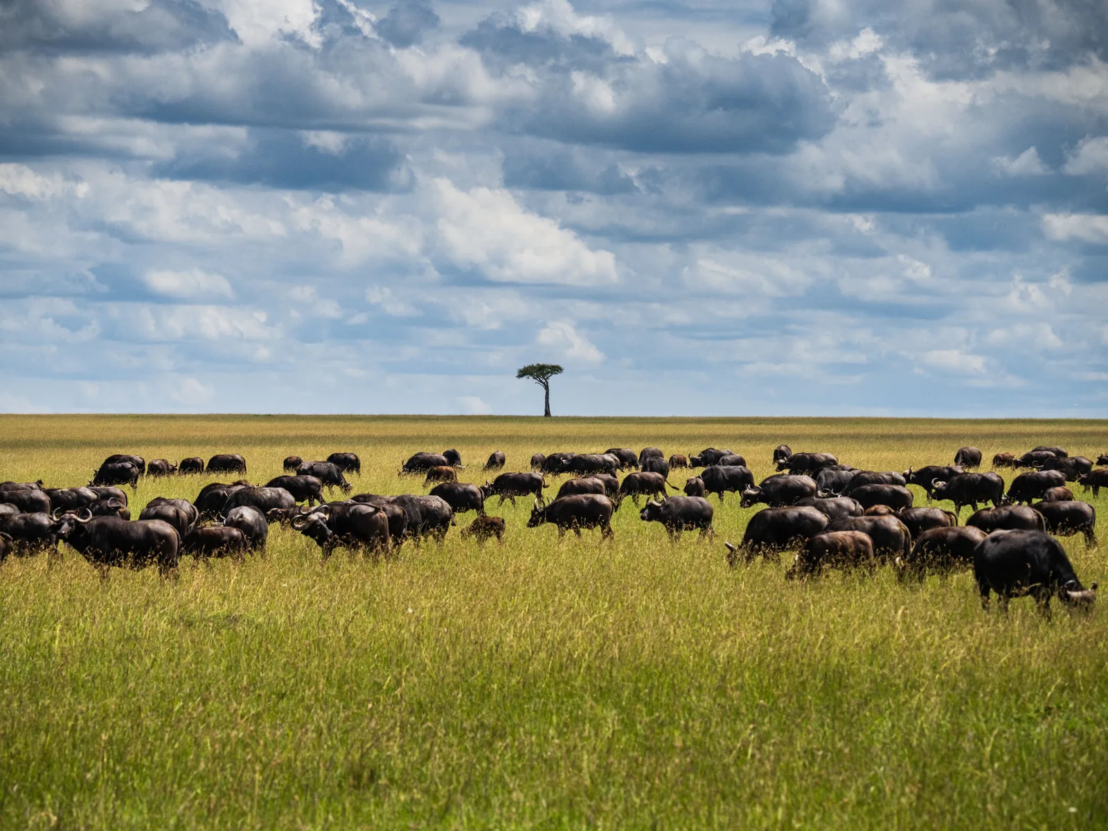 Great Migration
