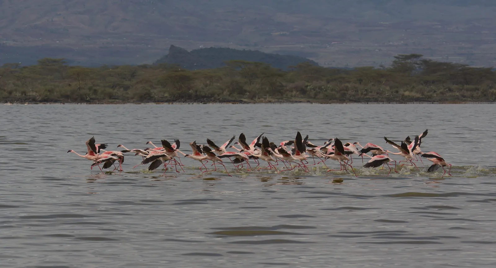 The Great Migration