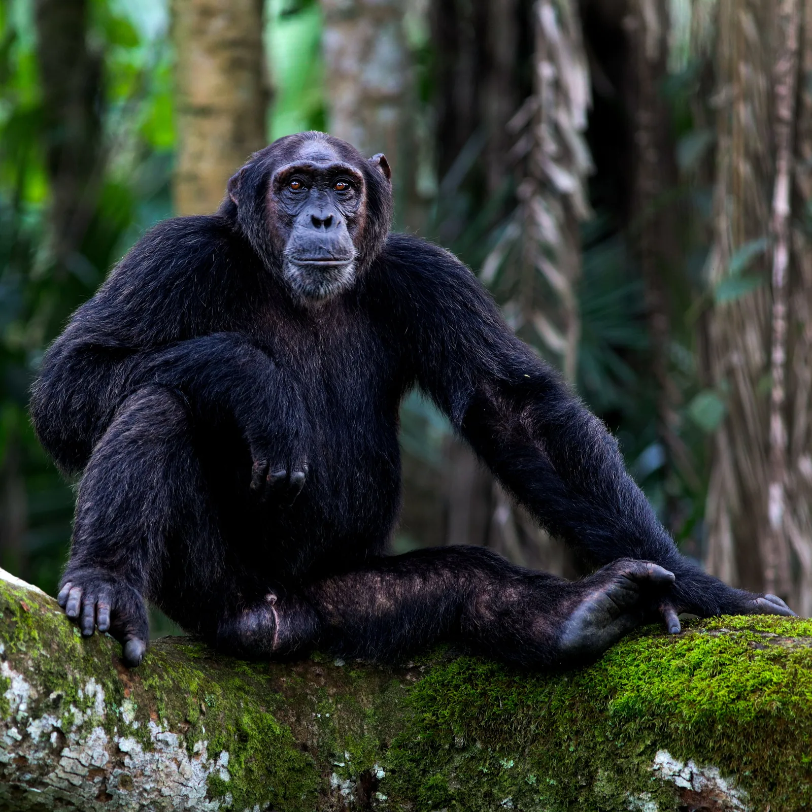 3-Day Classic Tanzania Safari: Tarangire, Ngorongoro Crater & Lake Manyara National Park