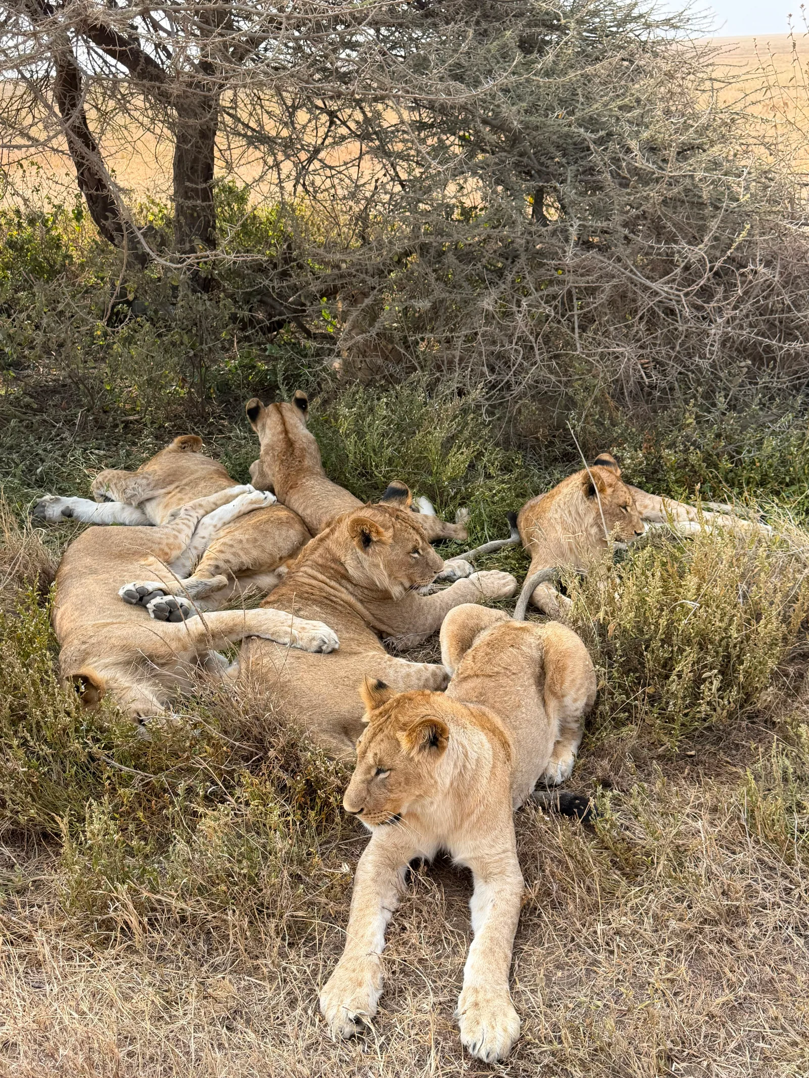 4-Day Private Safari to Tarangire, Ngorongoro Crater & Lake Manyara