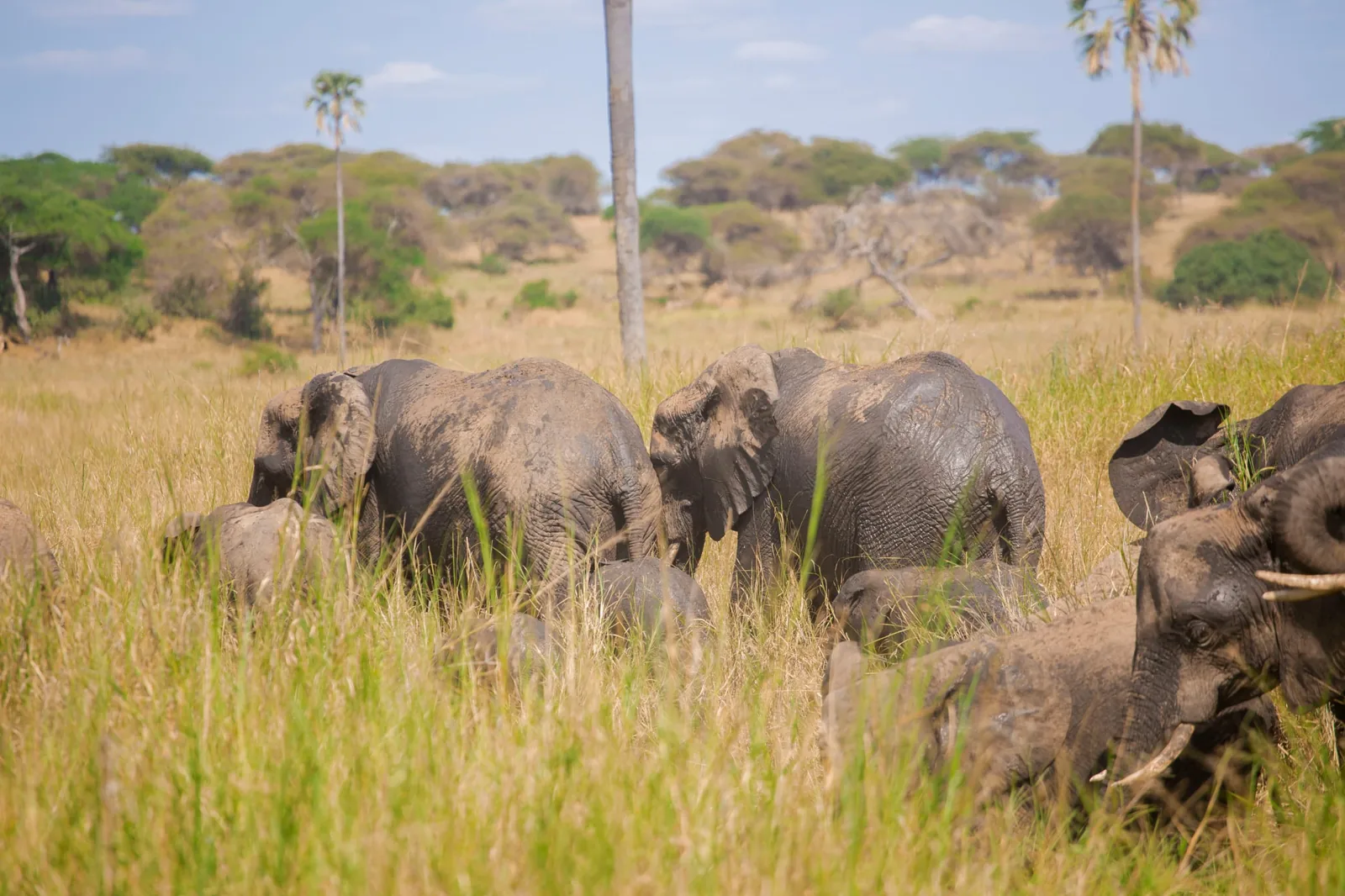 4-Day Classic Fly-In Safari – Tarangire, Serengeti & Ngorongoro Crater
