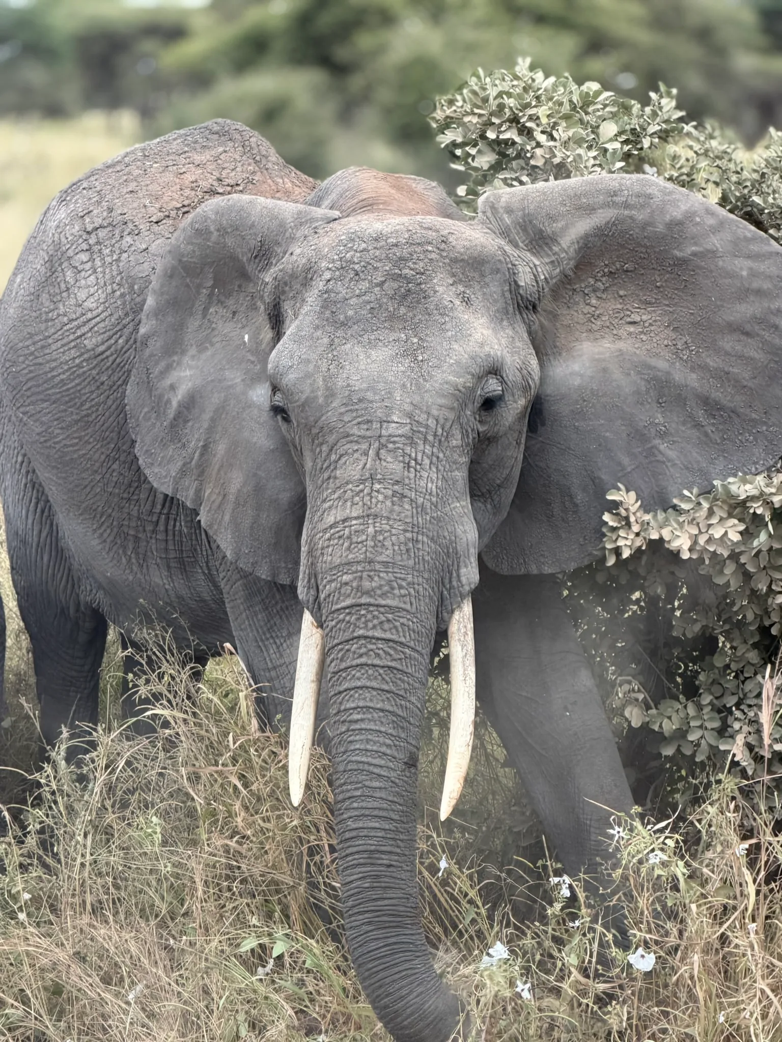 3-Day Fly-In Safari: Serengeti & Ngorongoro Crater – Zanzibar Return