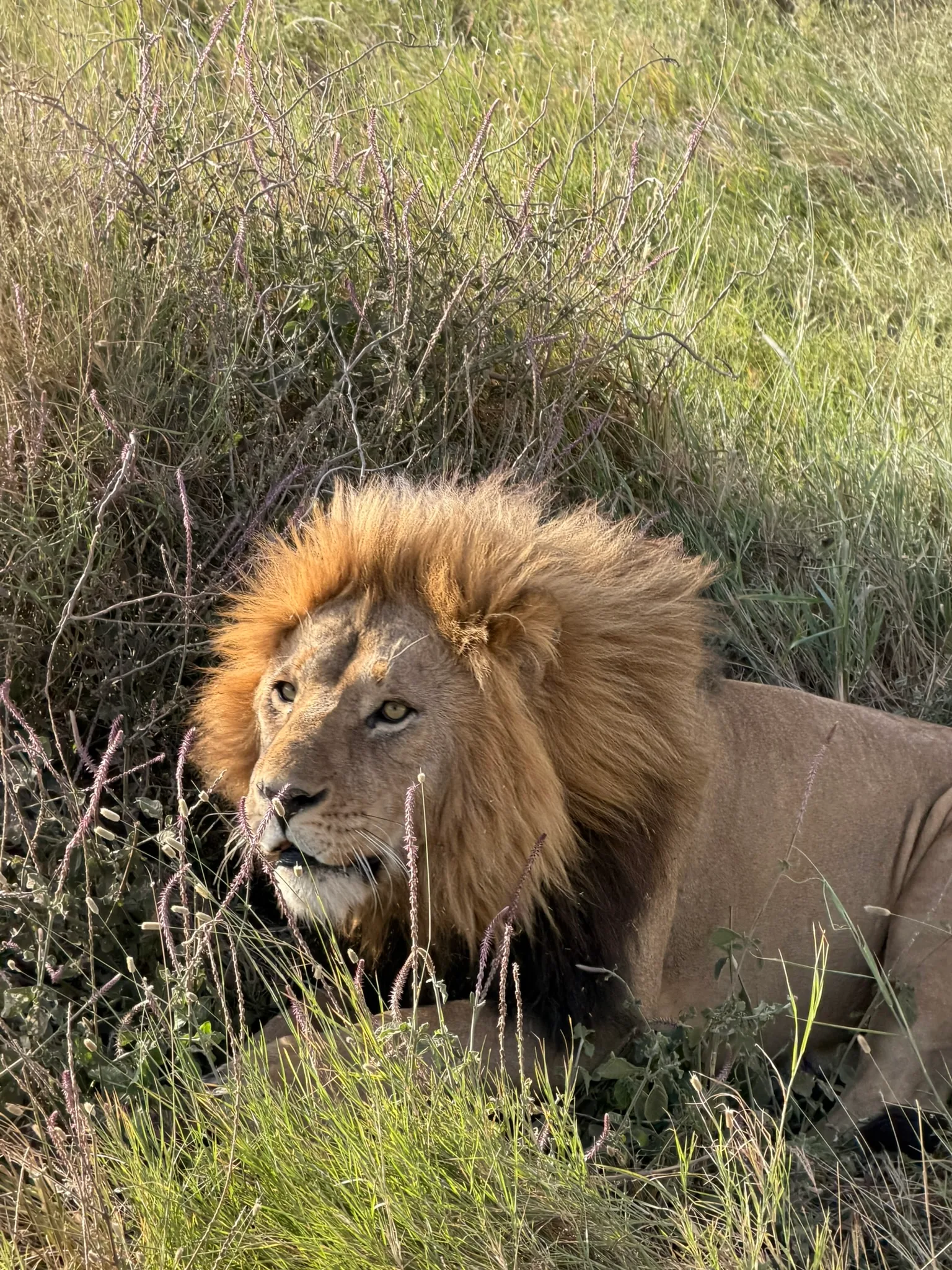 3-Day Fly-In Safari: Serengeti & Ngorongoro Crater – Arusha Return