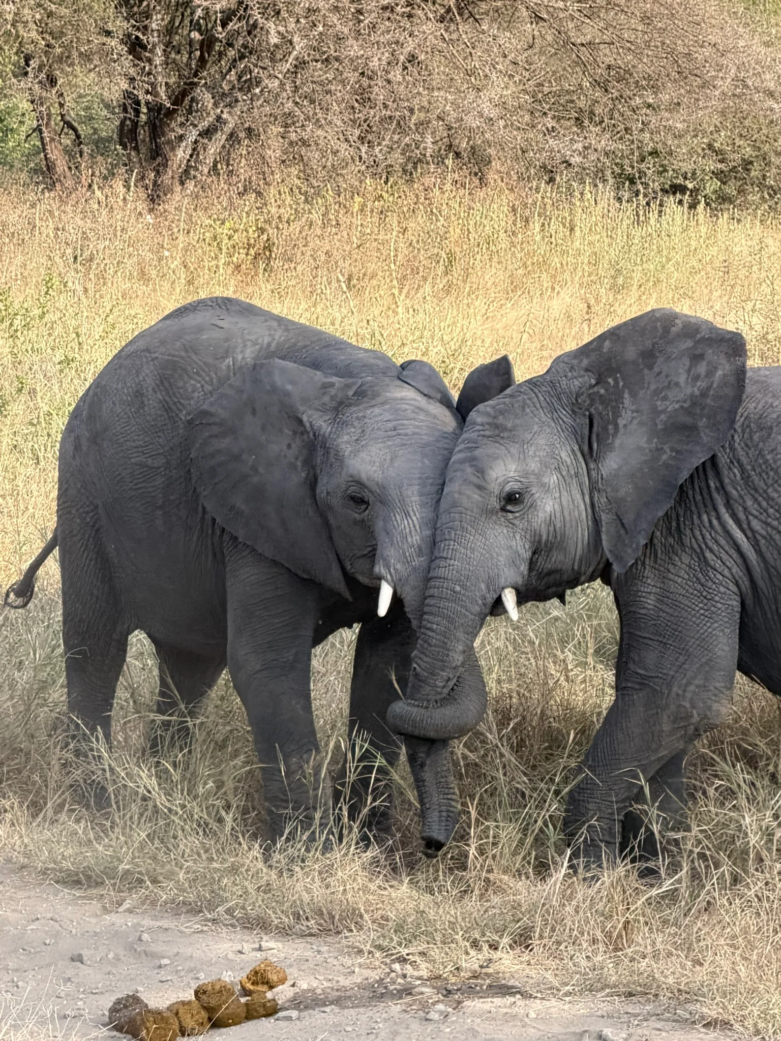 2-Day Classic Mid-Range Safari to Tarangire & Ngorongoro – Zanzibar Return