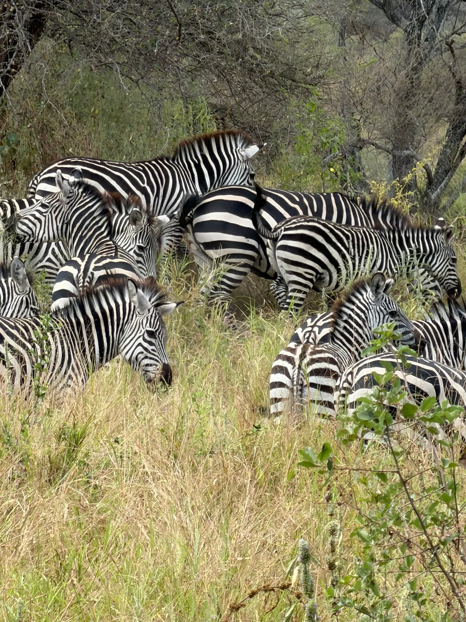 2-Day Luxury Safari: Tarangire & Ngorongoro Crater – Arusha Return