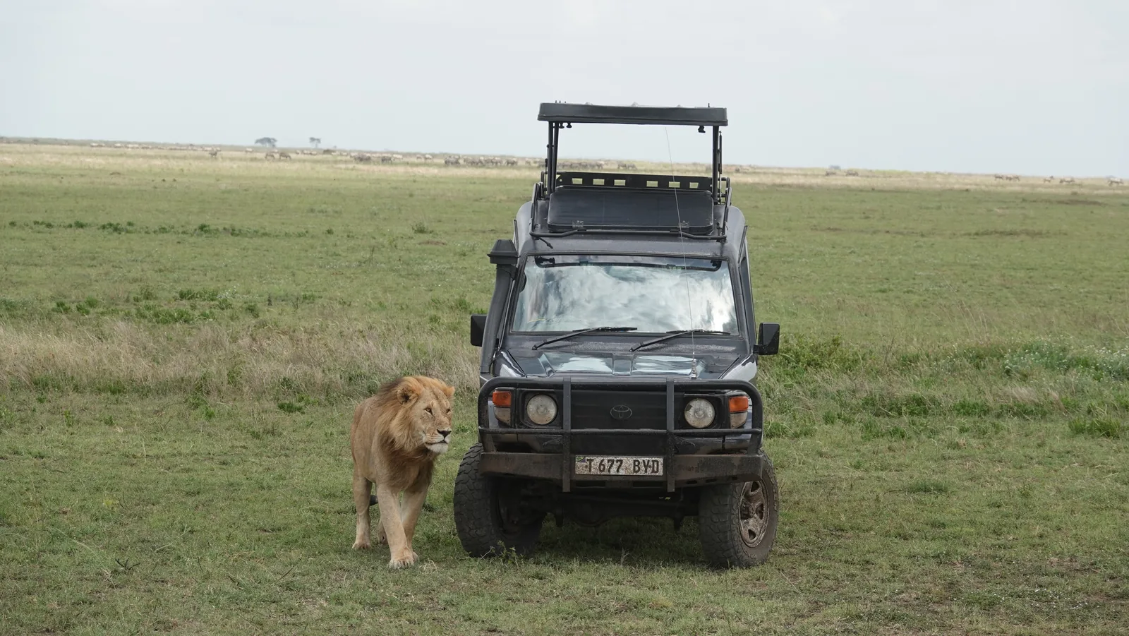 Safari Vehicles